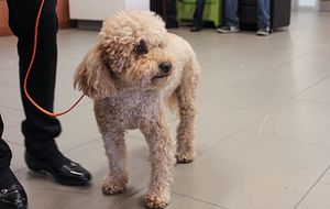 picture of a dog at the paws your stress event at progress campus